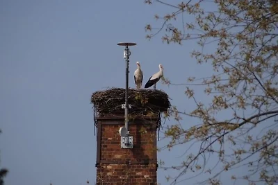 Zum Storchennest