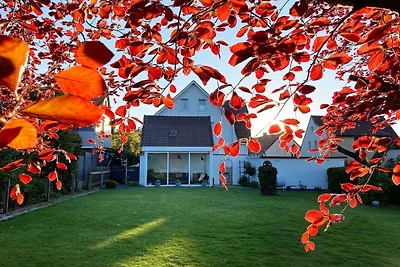 Platzhirsch bei der Purpurbuche