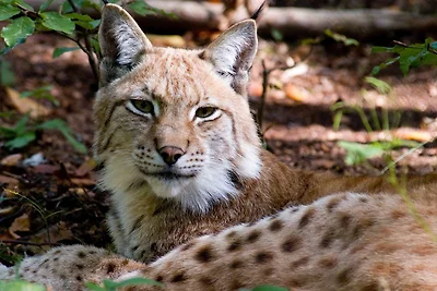 Villa Mara, Wohnung Anori