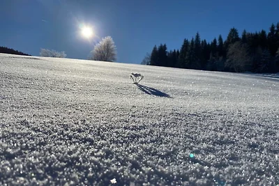 Alte Försterei Wildenthal am