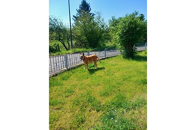 Eifel Ferienhaus mit Hunden