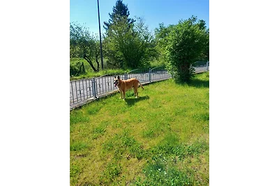 Eifel Ferienhaus mit Hunden