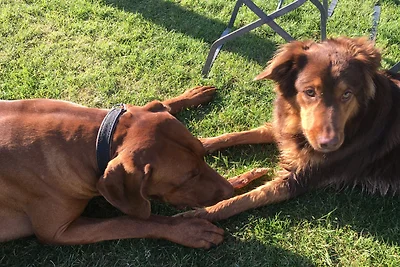 Vakantieappartement Gezinsvakantie Brandenburg an der Havel