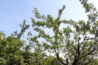Landperle