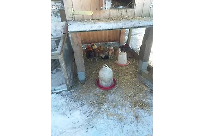 Ferienwohnung Sonnenschein mit