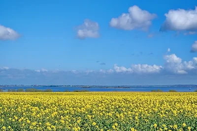 Reethaus "Swantewit"