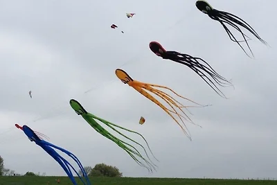 Ferienhaus 8822 in Tossens