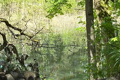 Bungalow im Wald am See - Biberspur