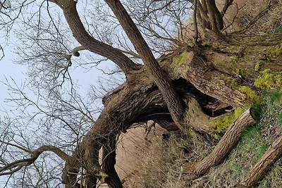Ferienhaus Köhler Am Walde