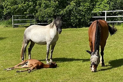 Ferienwohnung auf Pferdehof