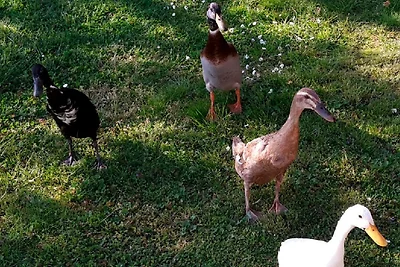 Ferienwohnung Helmsstrasse II