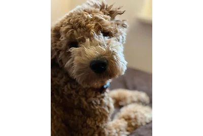 Tiny House - Auszeit im Wald am