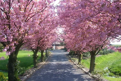 Appartement 2 Einzelzimmer Altes