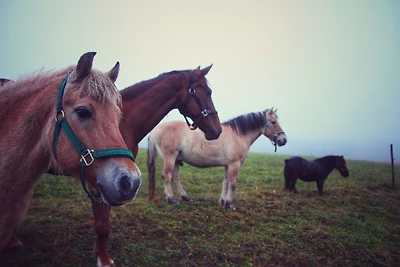 Ferienhof Gerda - Ferienwohnung