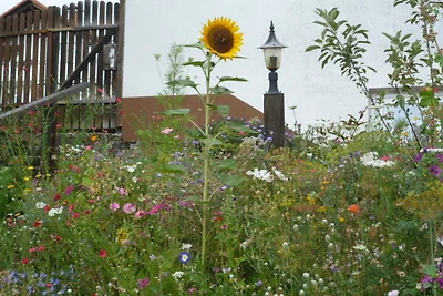 Blumenwiese