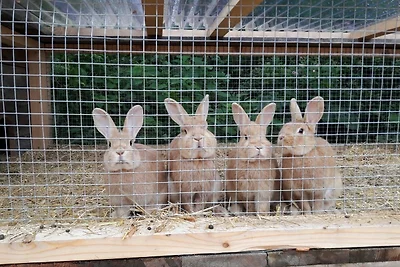 Ferienwohnung Parseier