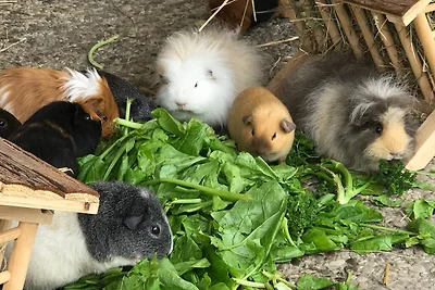 Vakantiehuis Ontspannende vakantie Burg auf Fehmarn