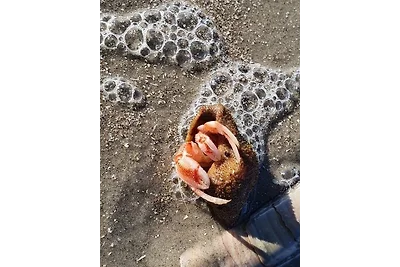 Landhaus Sonnenglück-freistehend