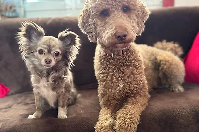 Tiny House - Auszeit im Wald am