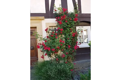 Fewo Niedere Mühlwiese