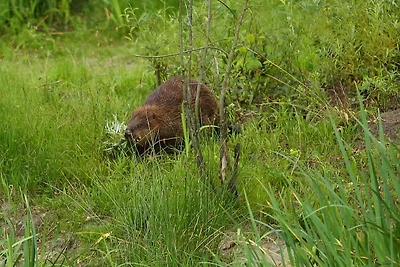 Ferienhaus Biber im Sternenpark ***