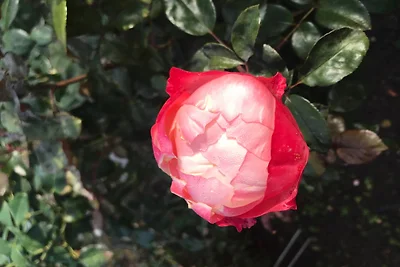 "De Goode Stuuv" - Haus Sylvia 12