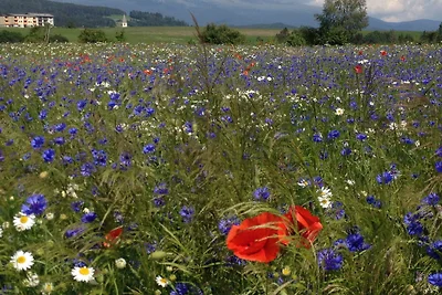 Naturerlebnishaus Riedl, Steiermark