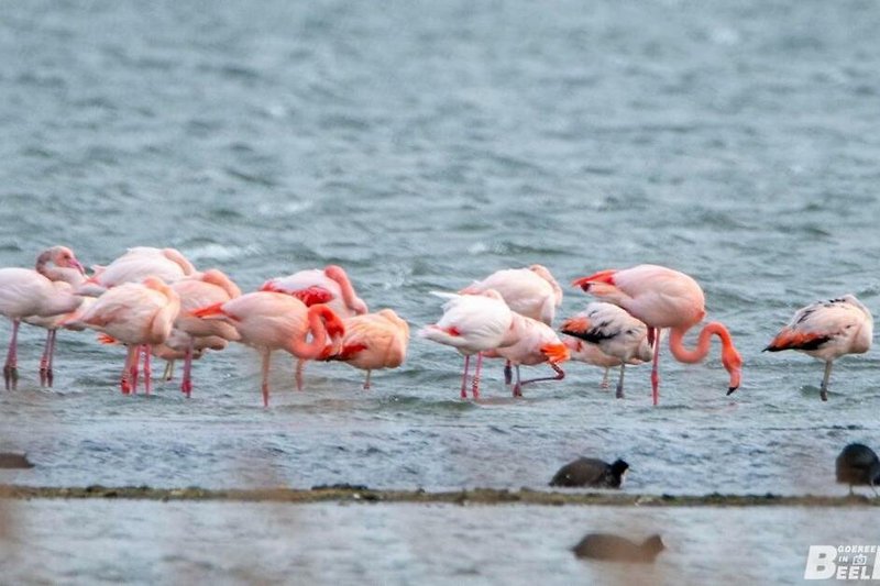Wunderschöne Landschaft mit Flamingos und Wasser. Natur pur!