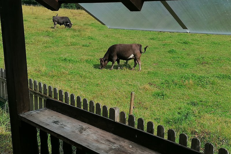 Ein paar unserer Nachbarn von der Terrasse aus gesehen