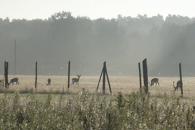 Ferienwohnung im Landhaus am Wildpark Boek