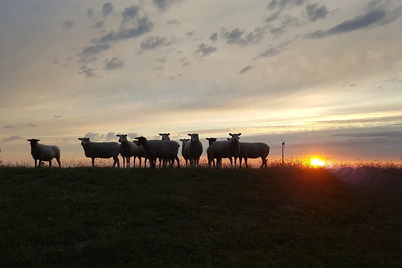 Sonnenuntergang auf dem Deich.
