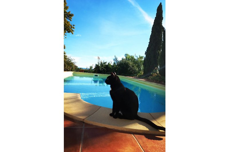 Een ontspannen zomerdag bij het zwembad met uitzicht op de oceaan en een kat die geniet van de schaduw.