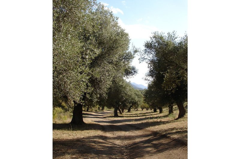 Zufahrt unter Olivenbäumen