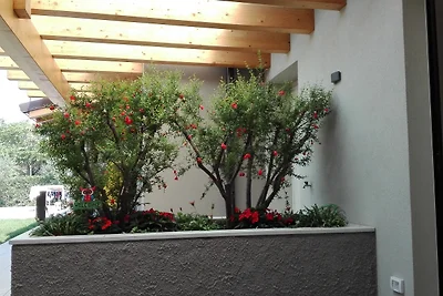 Casa Pergola 2
