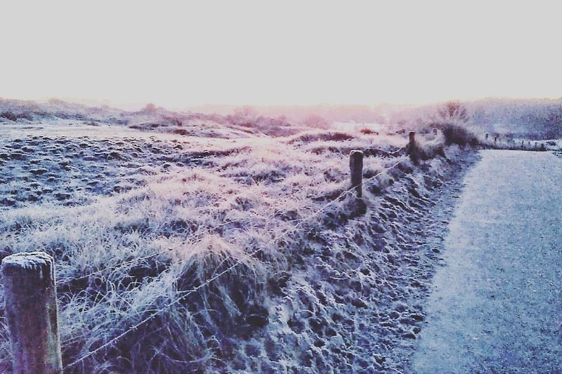 Frost in den Dünen