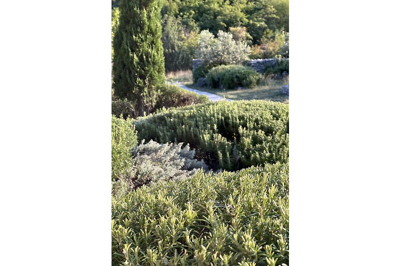 Ein malerischer Garten mit grünen Pflanzen und einem alten Baum.