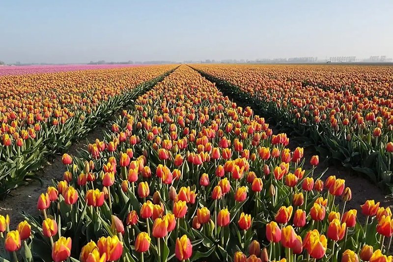 Im April gibt es viele Tulpenfelder auf Goeree Overflakkee!