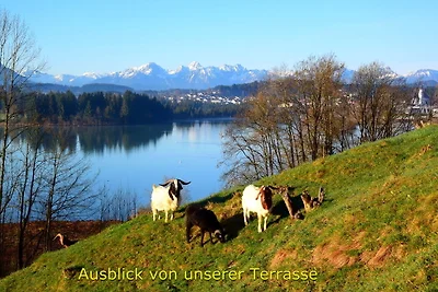 Ferienhaus Lechseeferien