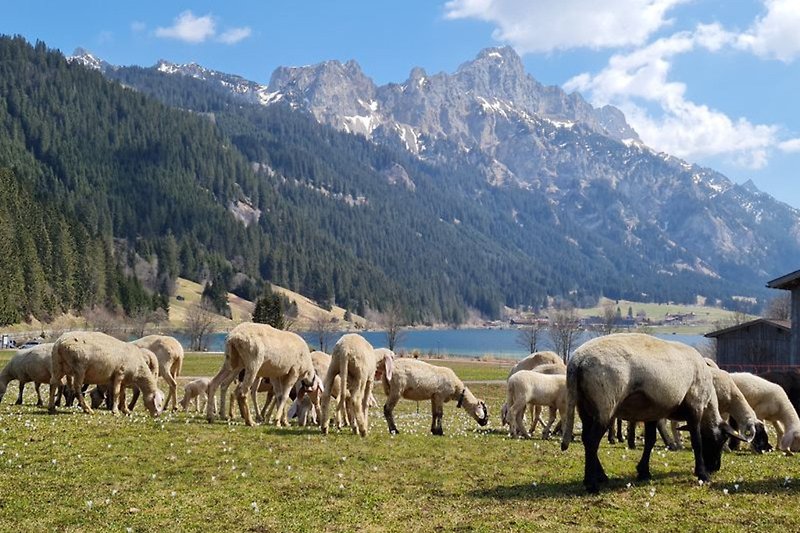 Im Frühling und Herbst sind unsere Schafe und Esel zum Greifen nah