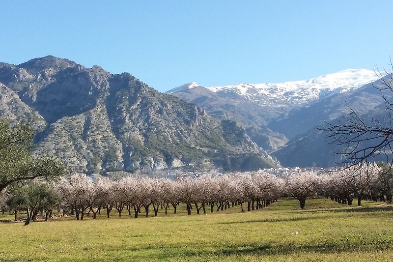 Mandelbaumblüte vor der Sierra Nevada
