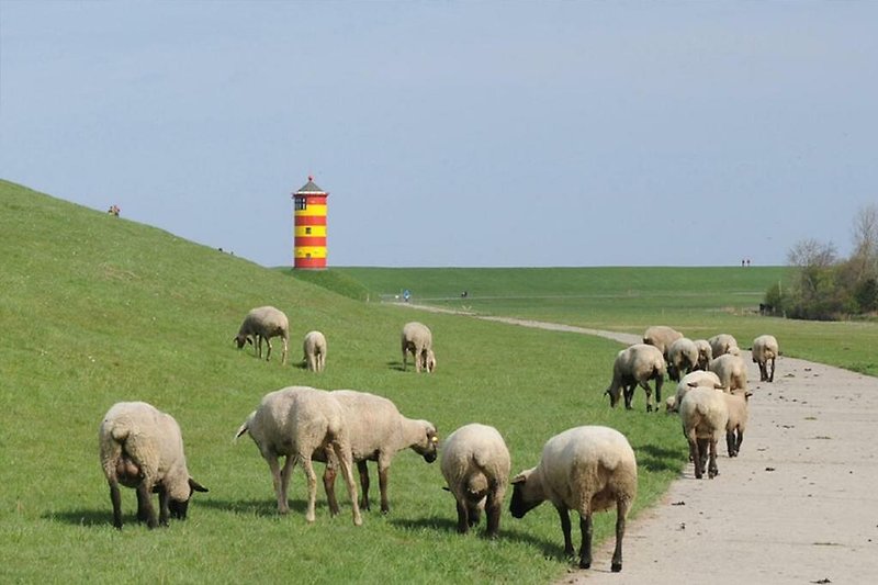 Eine idyllische Landschaft mit grasenden Schafen am Pilsumer Leuchtturm.
