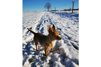 Appartamento per vacanze nella fattoria Fischer