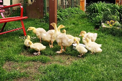 Vakantiewoning op de Fischer boerderij