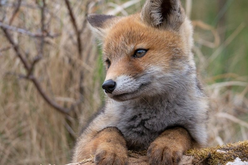 Ein junger Fuchs in den Dünen