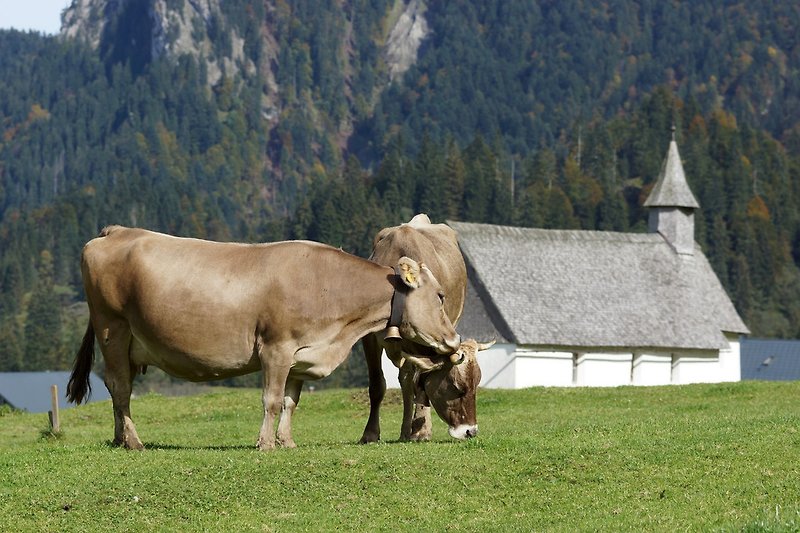 Kuh in Schönenbach
