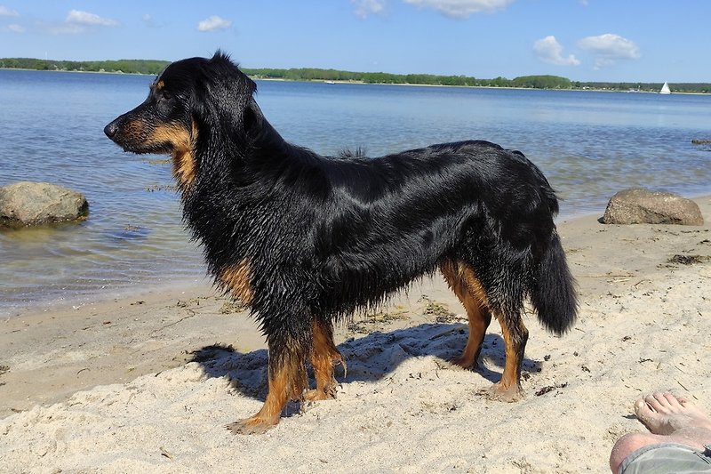 Unser Hovi am Strand (ganz in der Nähe)