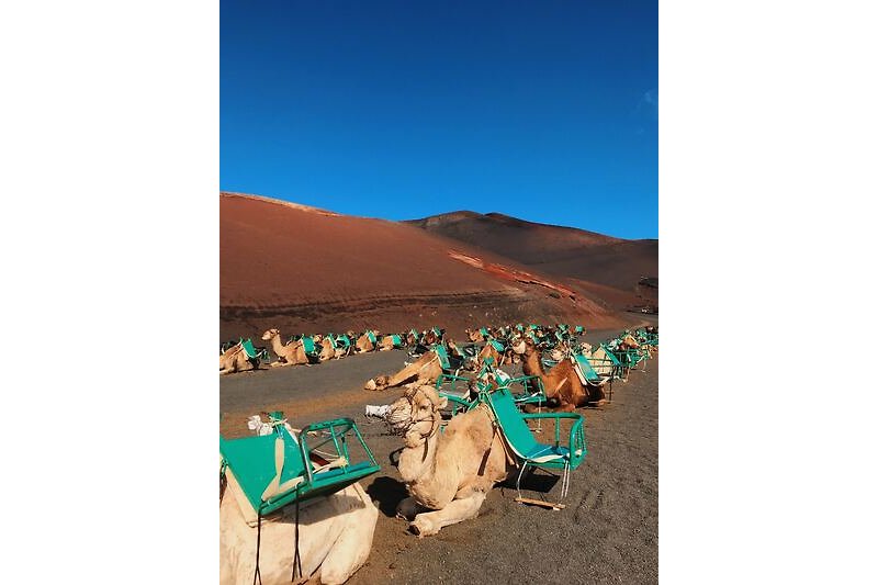 Wüste mit Kamelen Quelle sofi-brambila-1w-pZ7nZpmU-unsplash