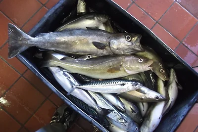 Lodge di pesca Korshamn