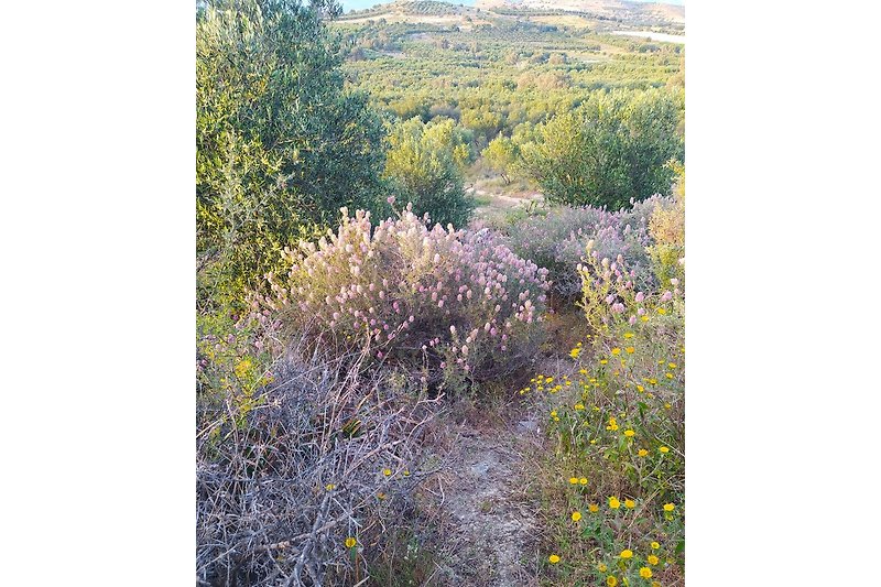 Walk up to the hill on 'MyParadise' through the sea view paths among Cretan herbs and wild flowers and dive into cretan nature this summer