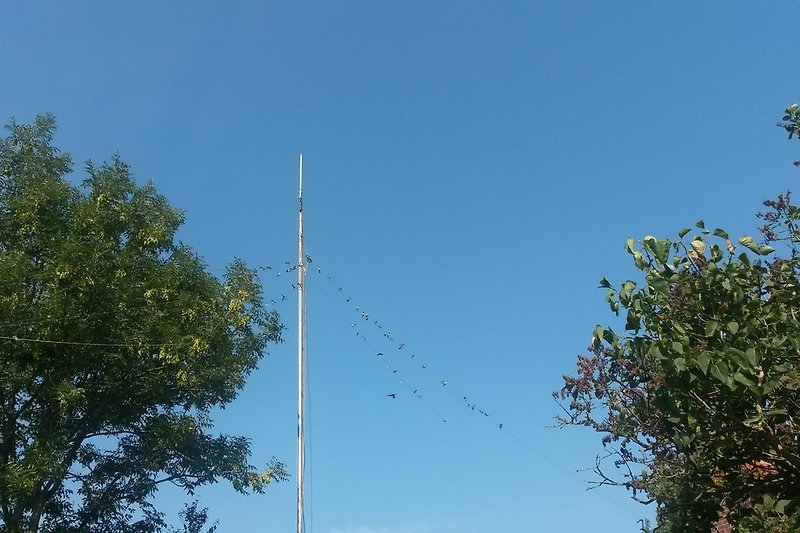 Schwalben sammeln sich auf unseren Amateurfunk-Antennen